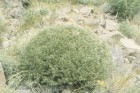 Anarthrophyllum strigulipetalum